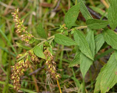 Image of wrinkleleaf goldenrod