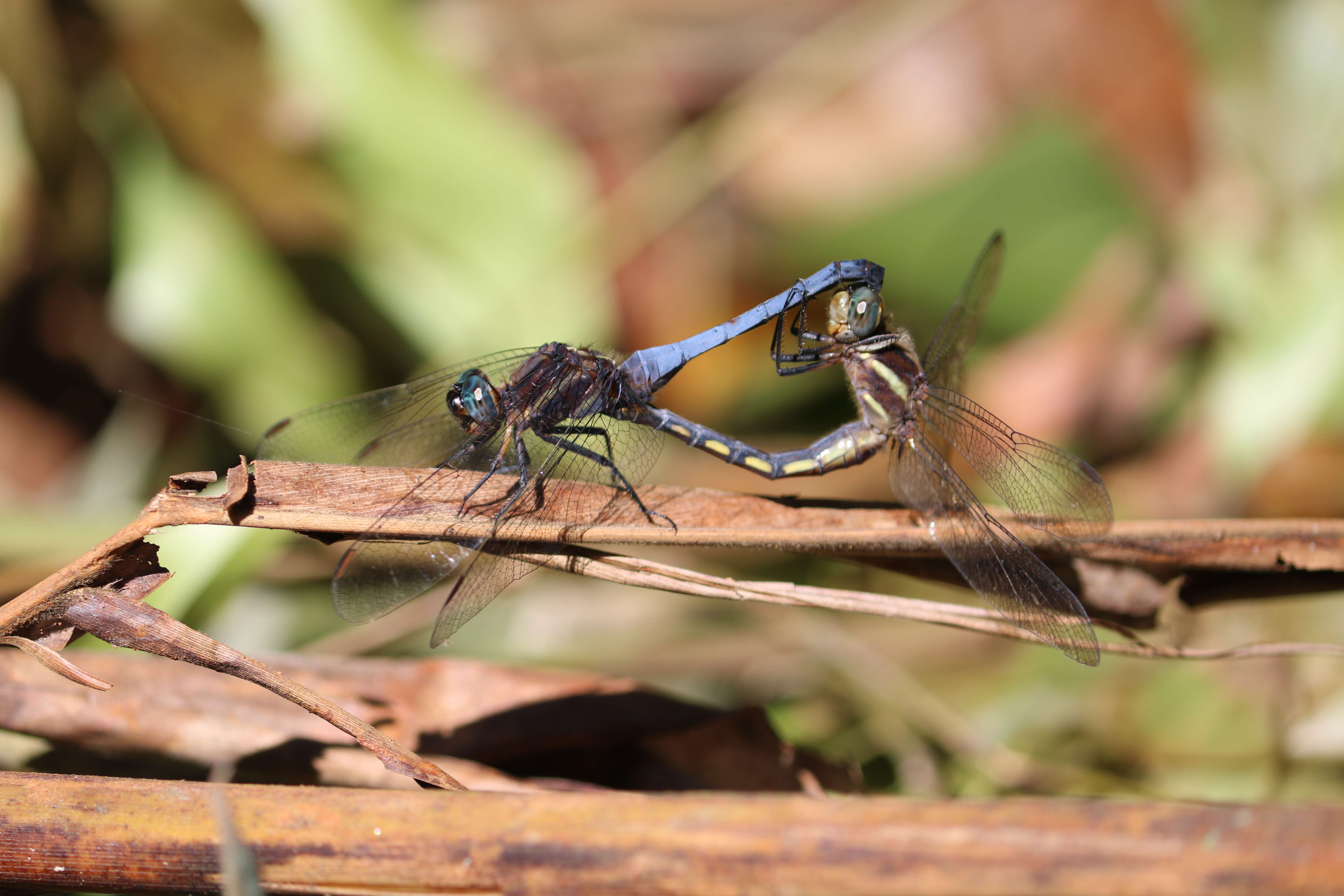 Image of blue marsh hawk