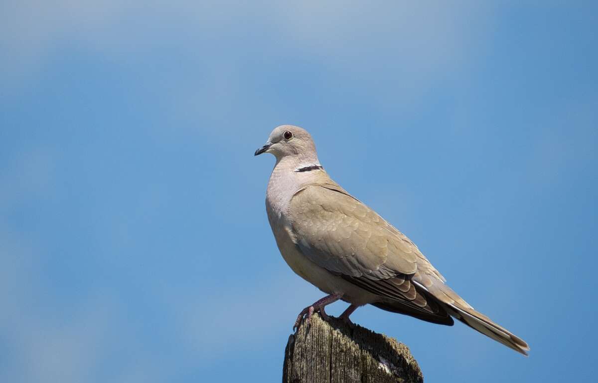 Image of Collared Dove