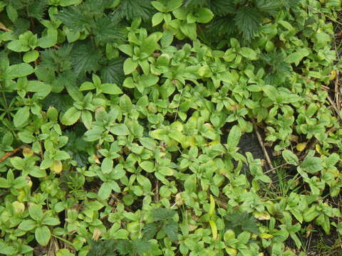 Image of Himalayan balsam