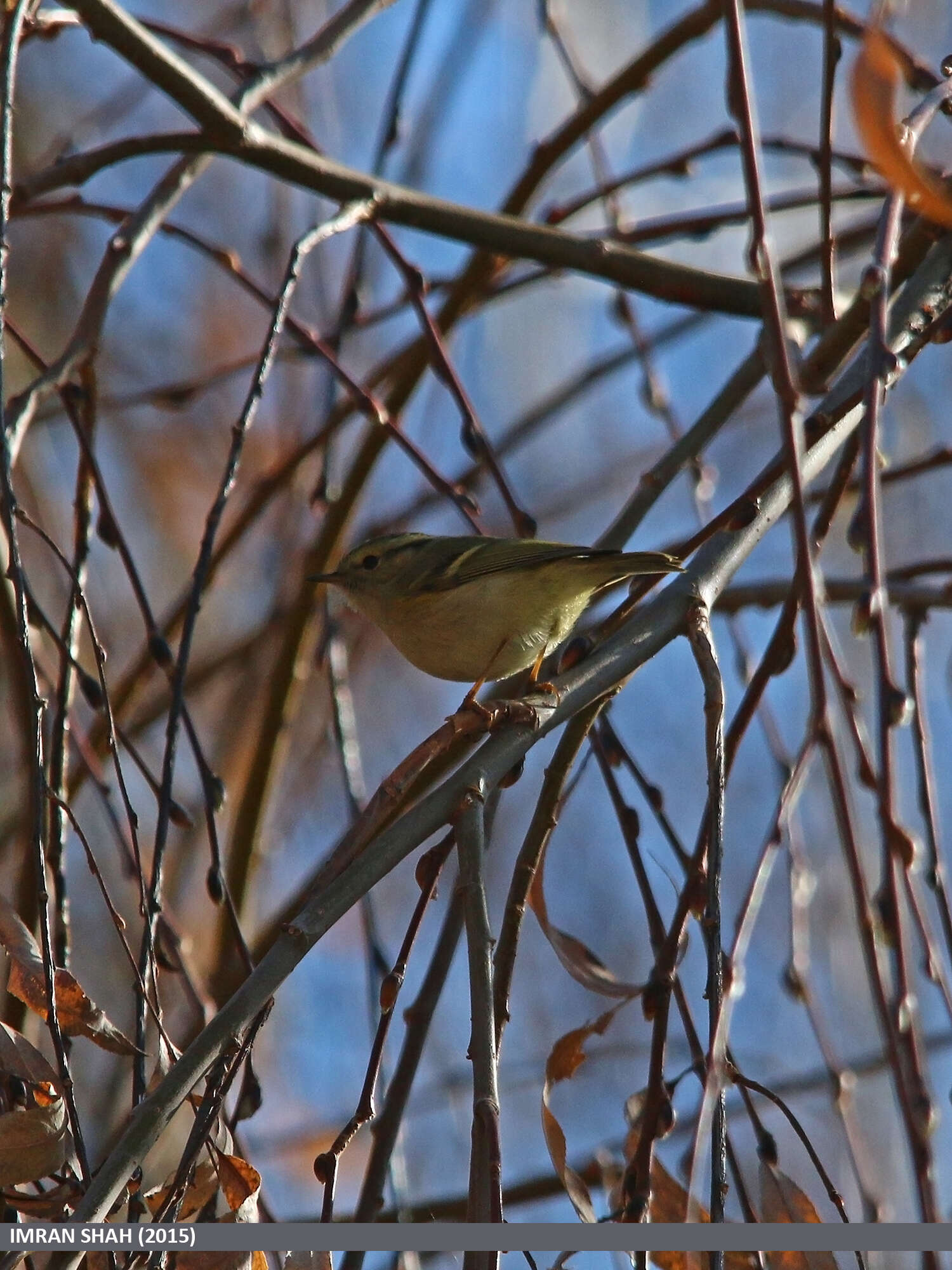 Image of Lemon-rumped Warbler