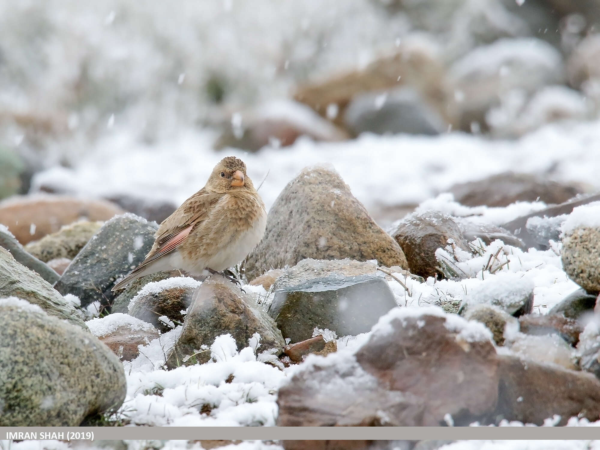 Image of Asian Crimson-winged Finch