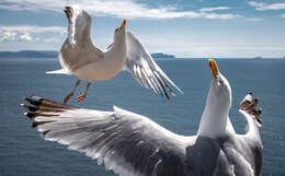 Image of European Herring Gull