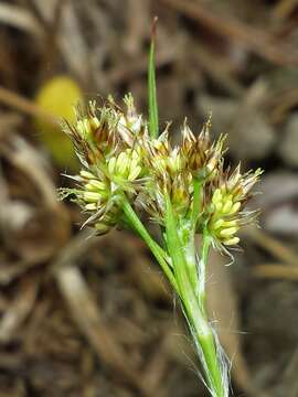 Image of common woodrush