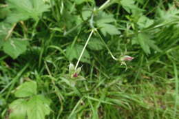 Imagem de Geranium palustre L.