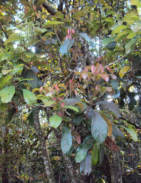 Image of Meliosma simplicifolia (Roxb.) Walp.