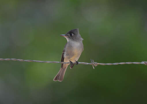 Image of Cuban Pewee