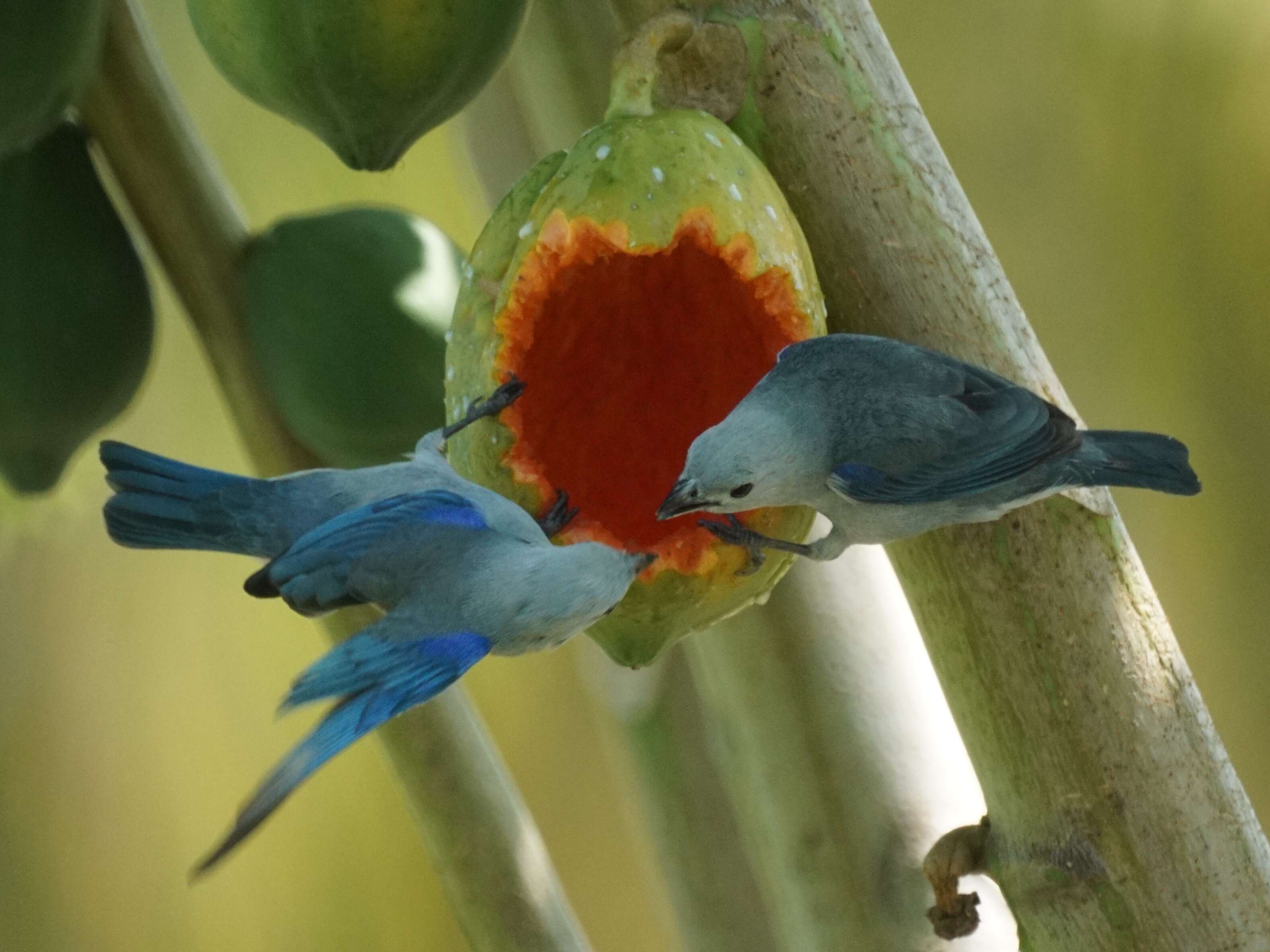 Image of Blue-gray Tanager