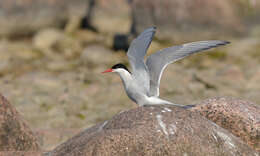 Image of Arctic Tern