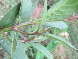 Image of Artanema longifolium (L.) Vatke