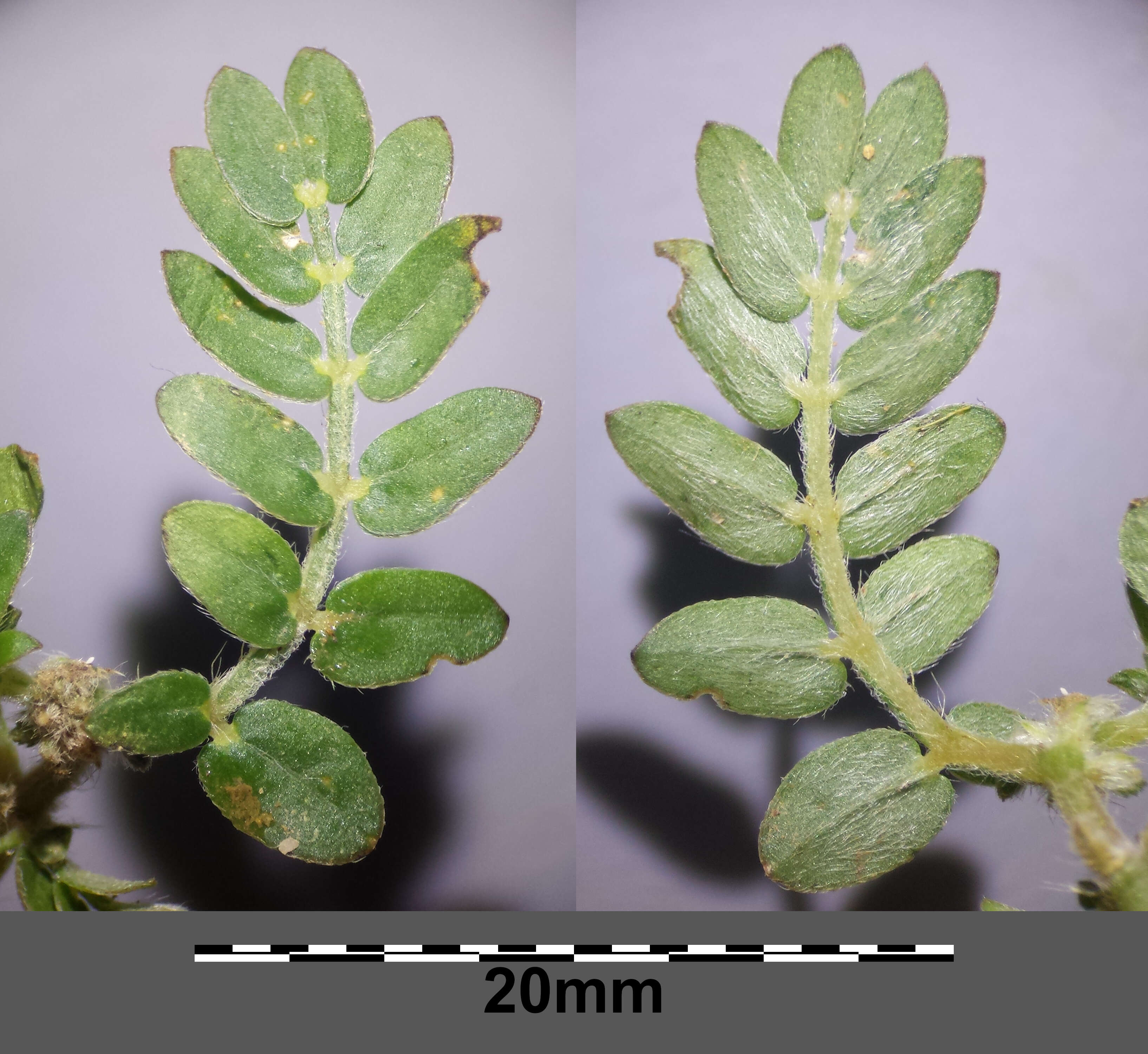 Image of puncturevine