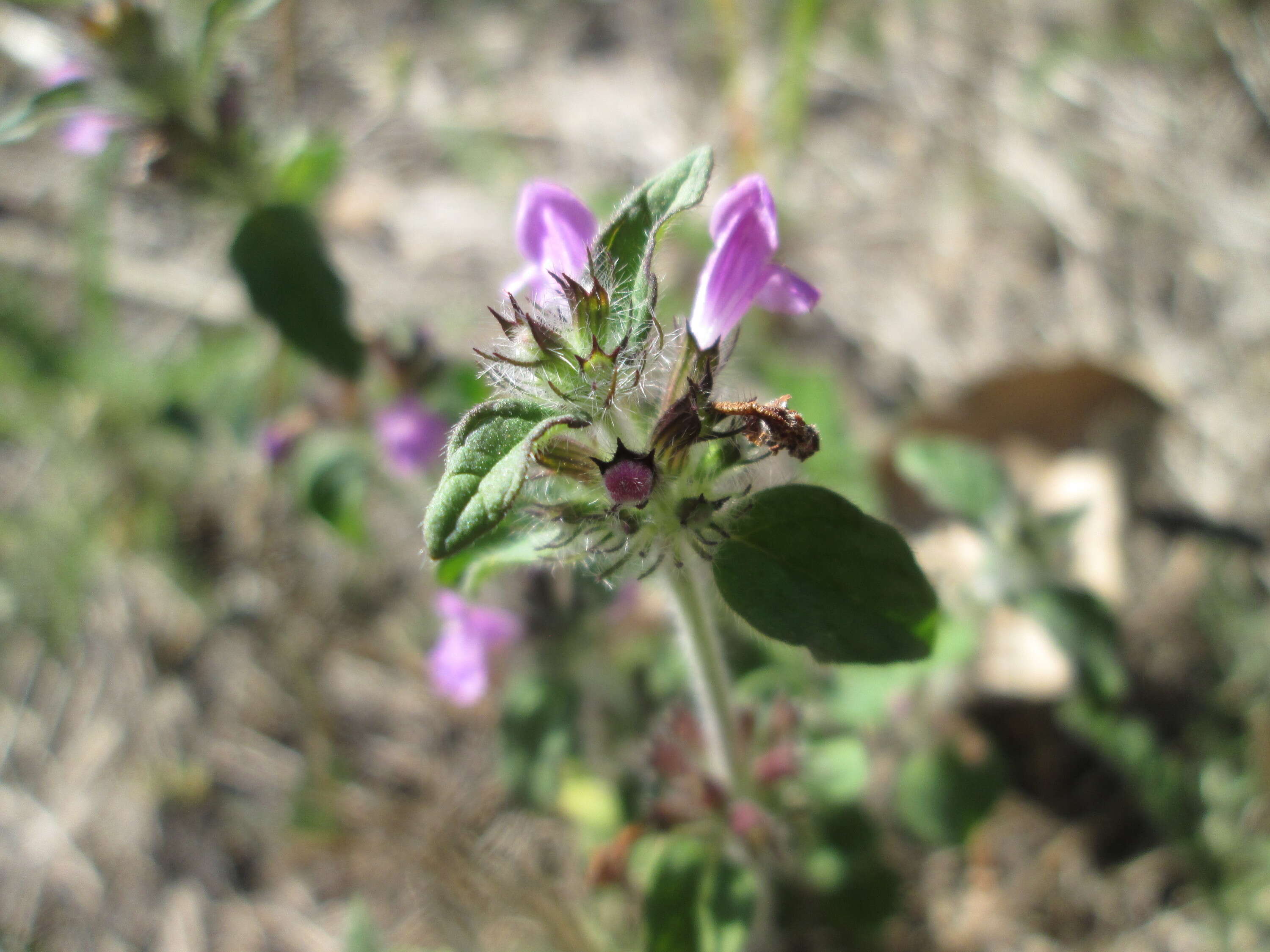 Image of wild basil