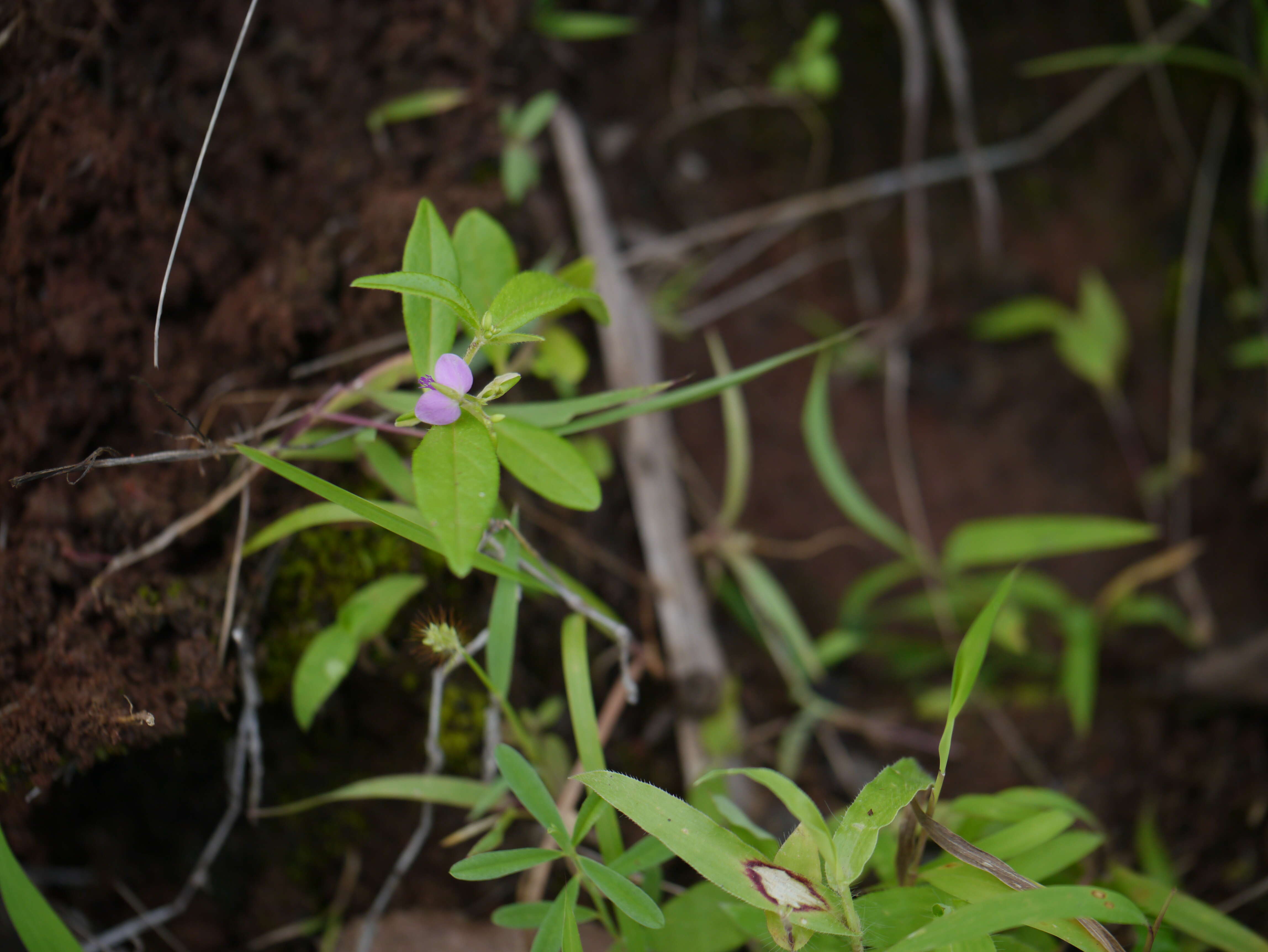 Image of Polygala persicariifolia DC.