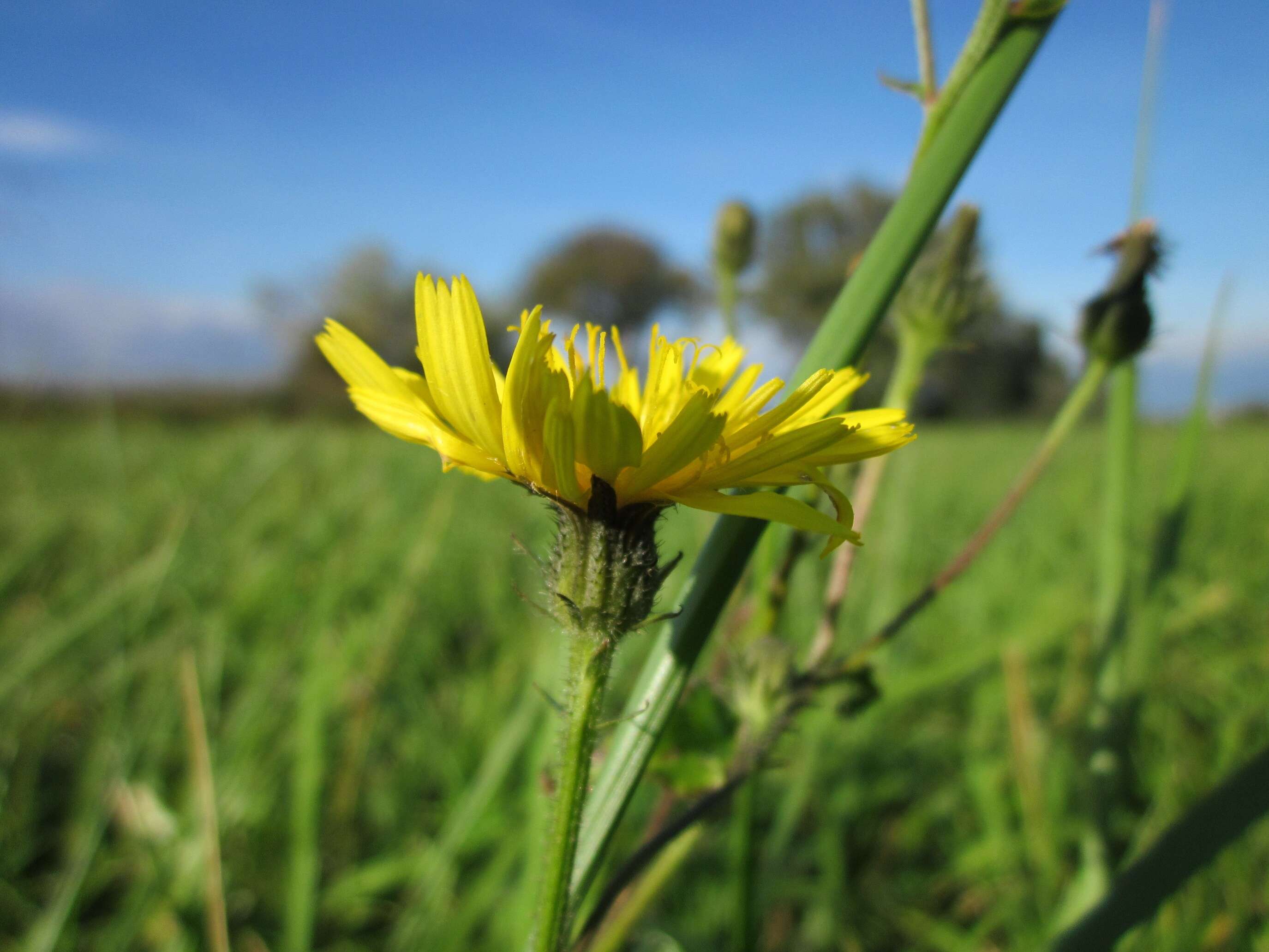 Image of hawkweed oxtongue