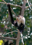 Image of Panama capuchin monkey