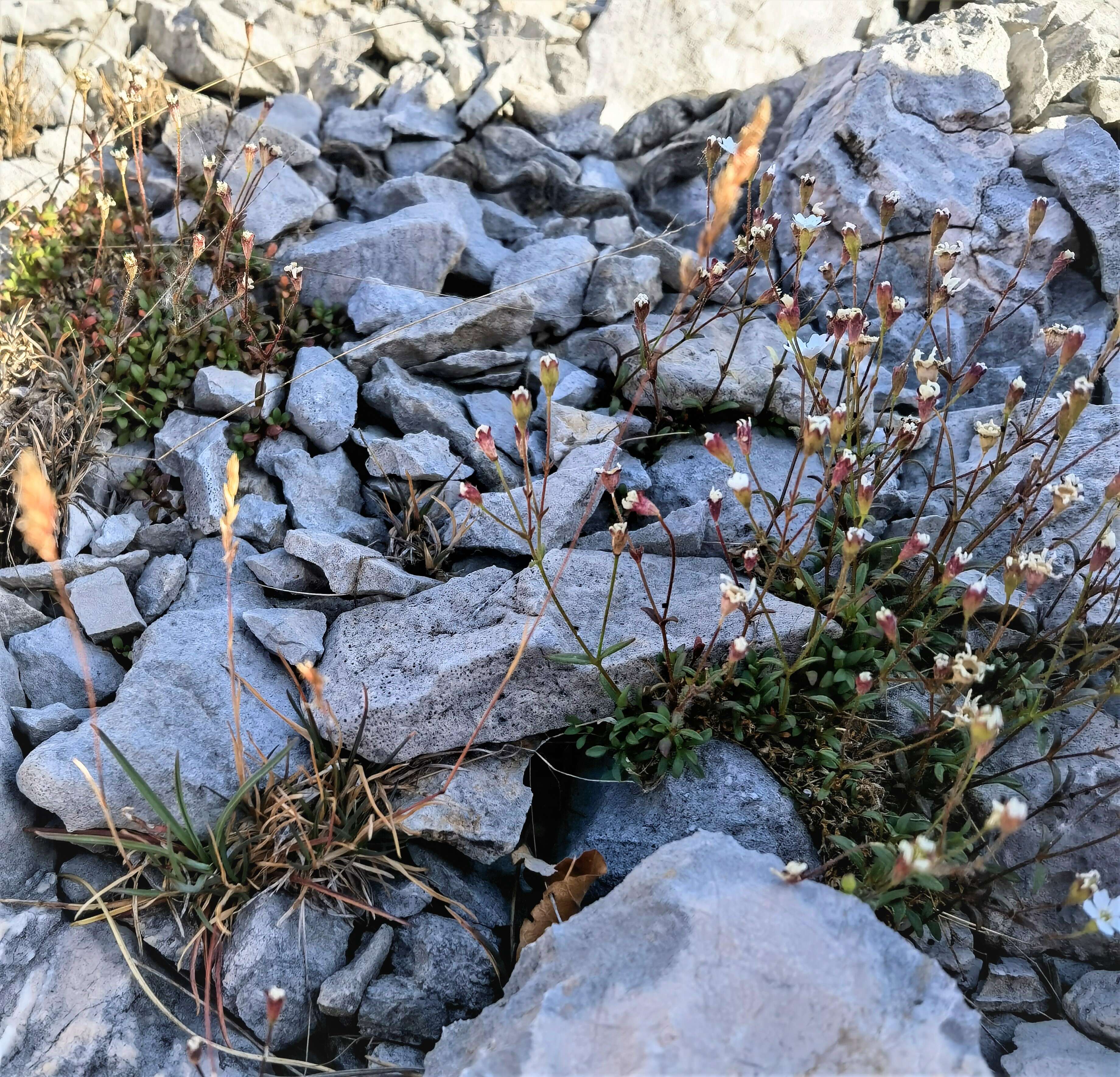 Image of Heliosperma pusillum (Waldst. & Kit.) Rchb.