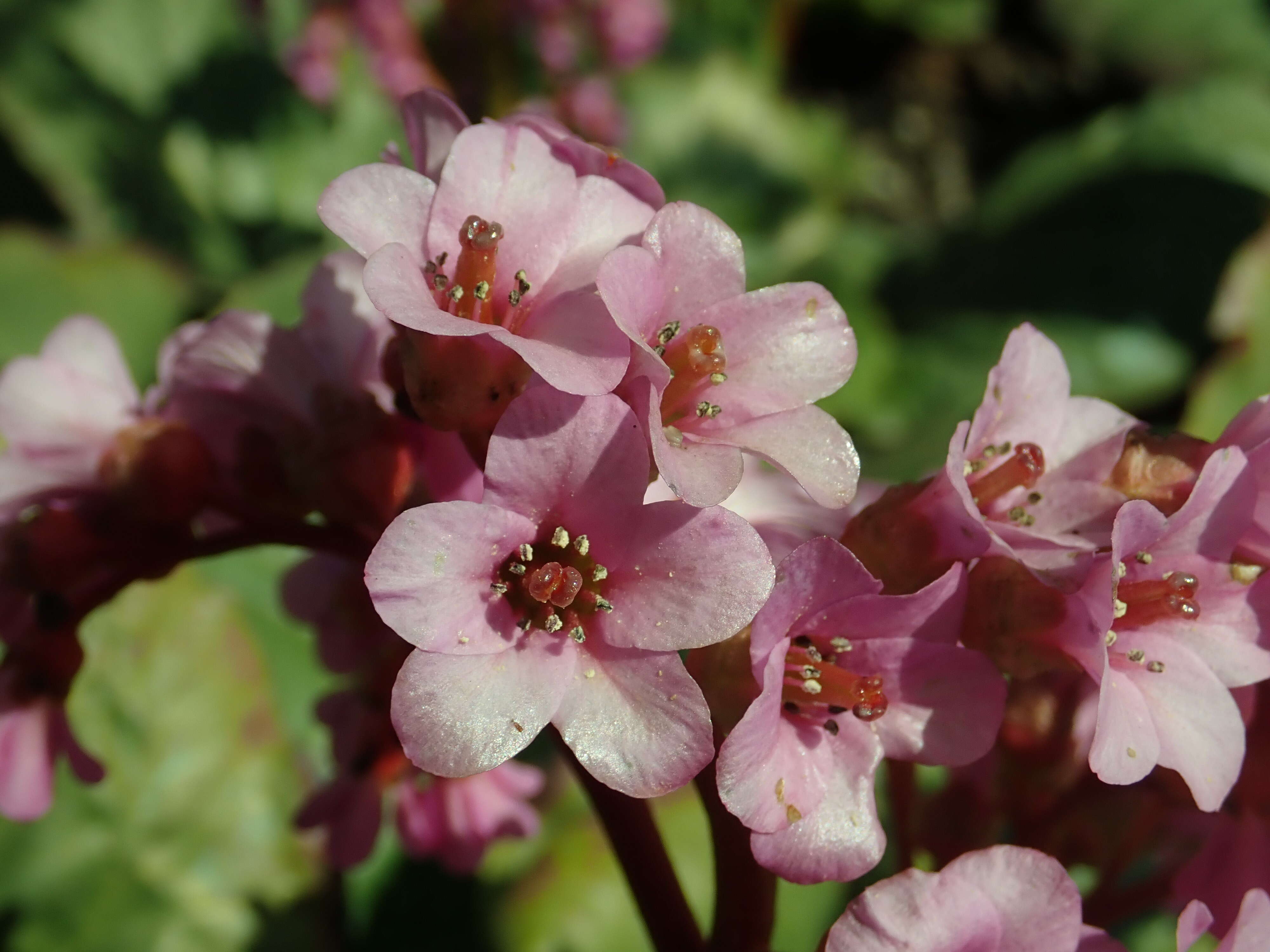 Image of Siberian-tea