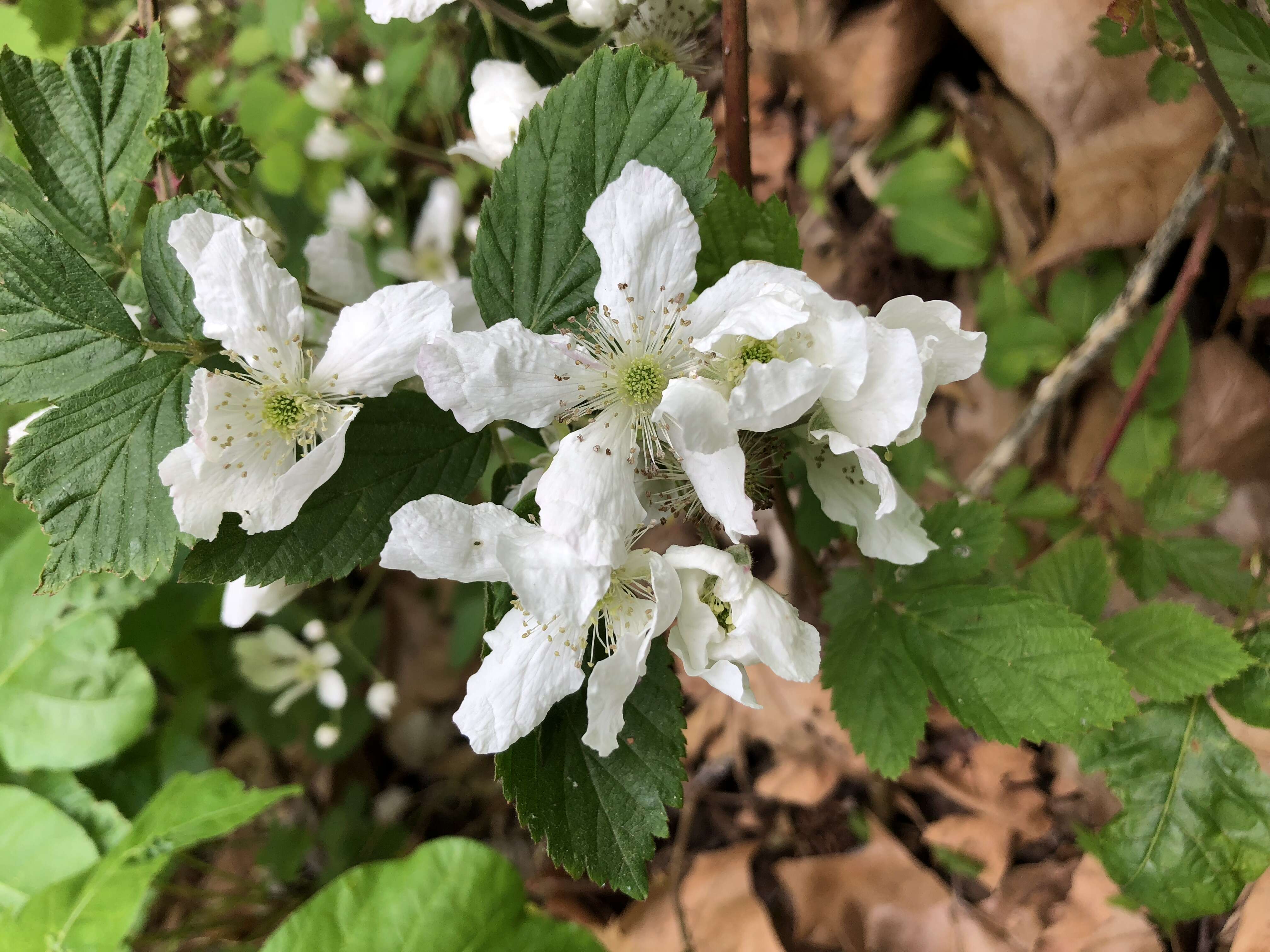 Imagem de Rubus allegheniensis Porter