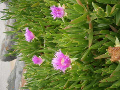 Imagem de Carpobrotus edulis (L.) N. E. Br.