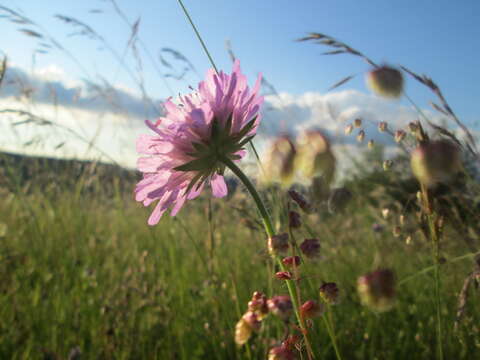 Слика од Knautia arvensis (L.) Coulter