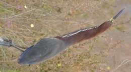 Image of Rufescent Tiger Heron