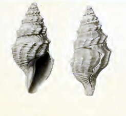 Image of Gymnobela pulchra (Schepman 1913)