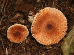 Leucoagaricus rubrotinctus (Peck) Singer 1948 resmi