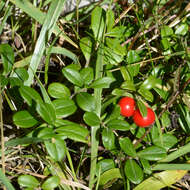 Image of lingonberry