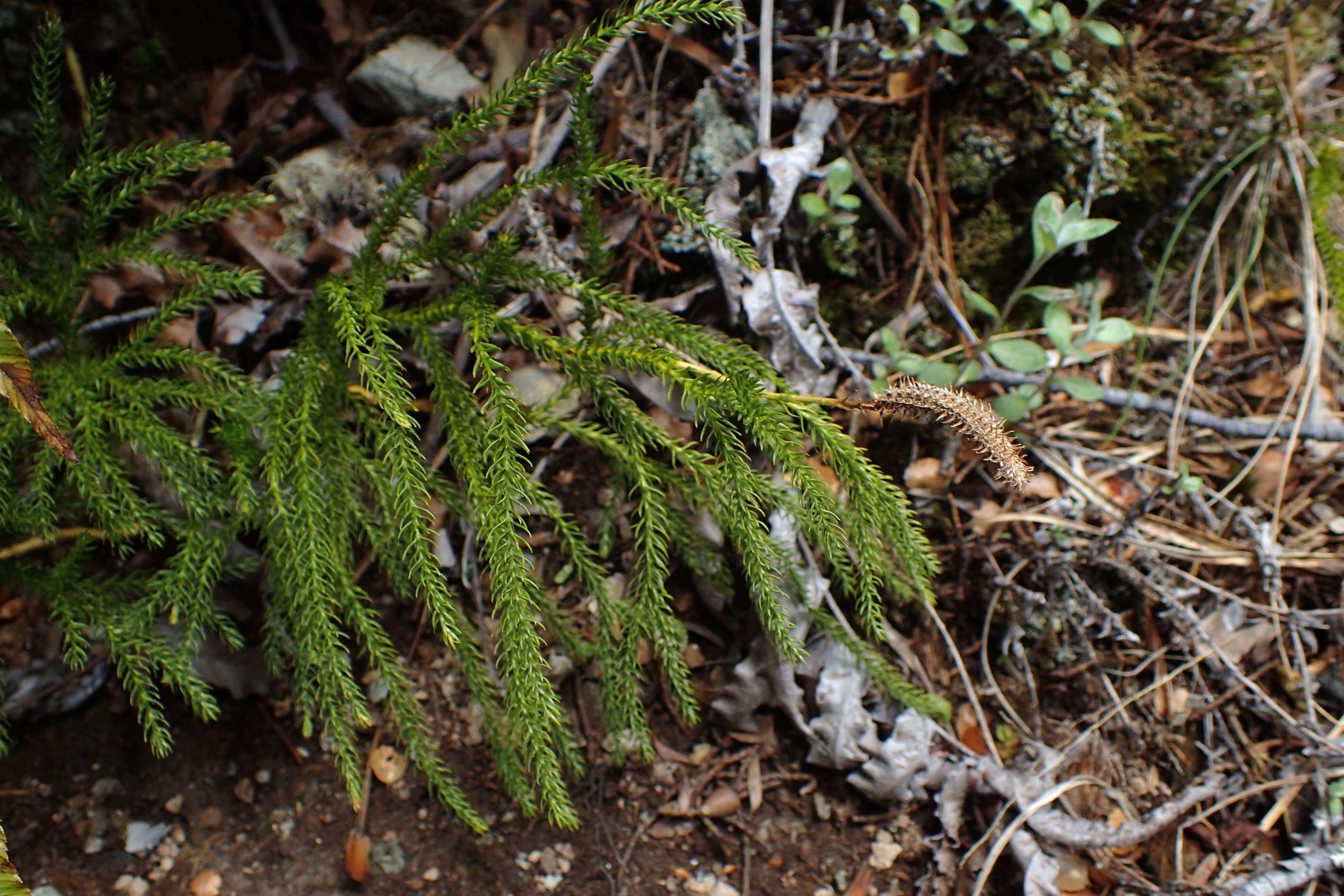 Image of Austrolycopodium fastigiatum (R. Br.) Holub