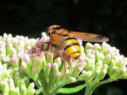 Image of lesser hornet hoverfly