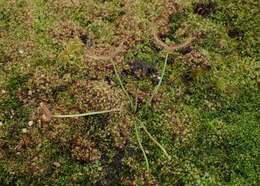 Image of Drosera binata Labill.