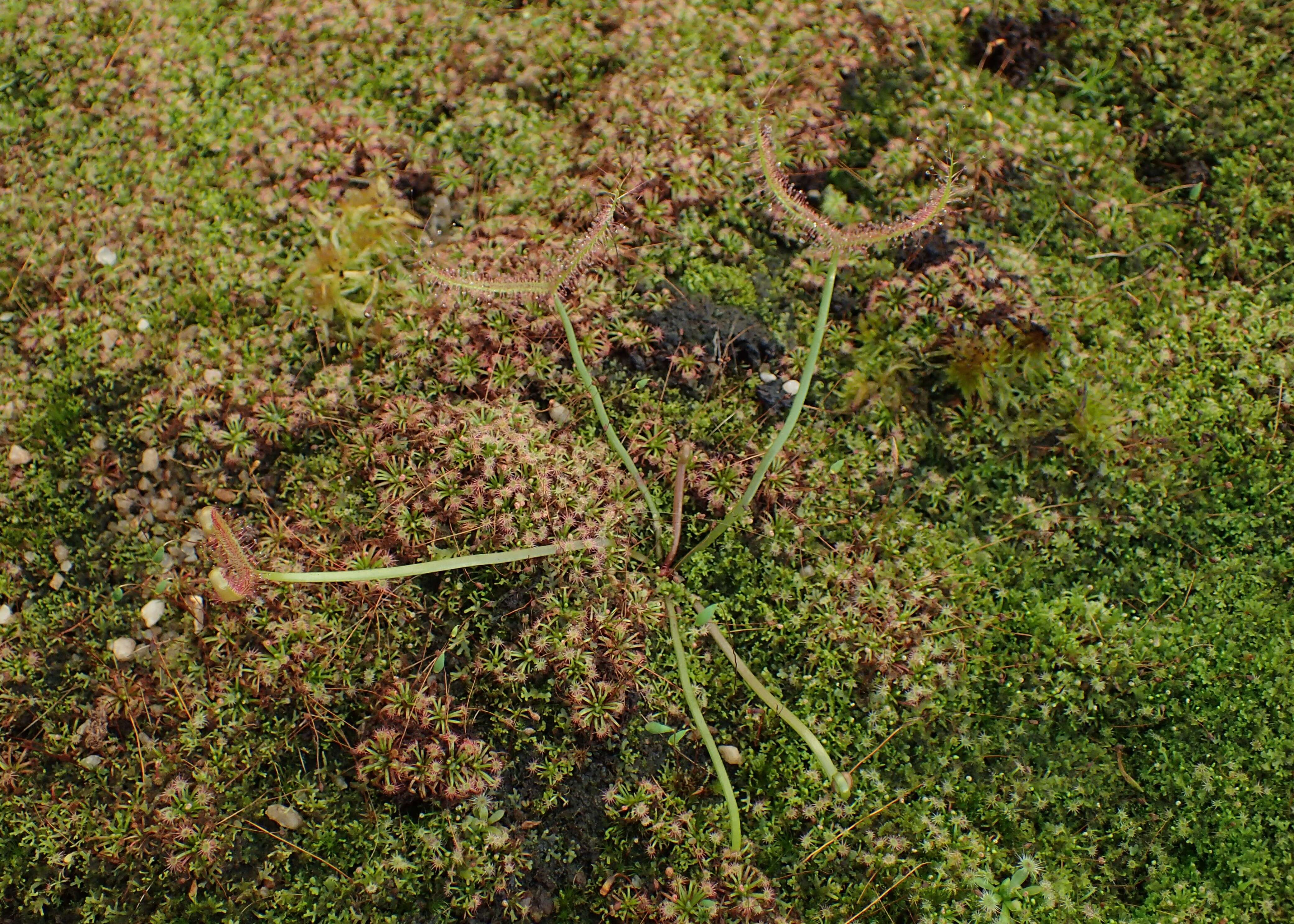 Image of Drosera binata Labill.