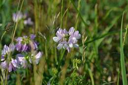 Image of crown vetch