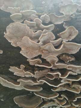 Image of Turkey Tail