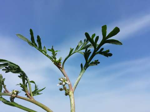 Image of Creeping Watercress