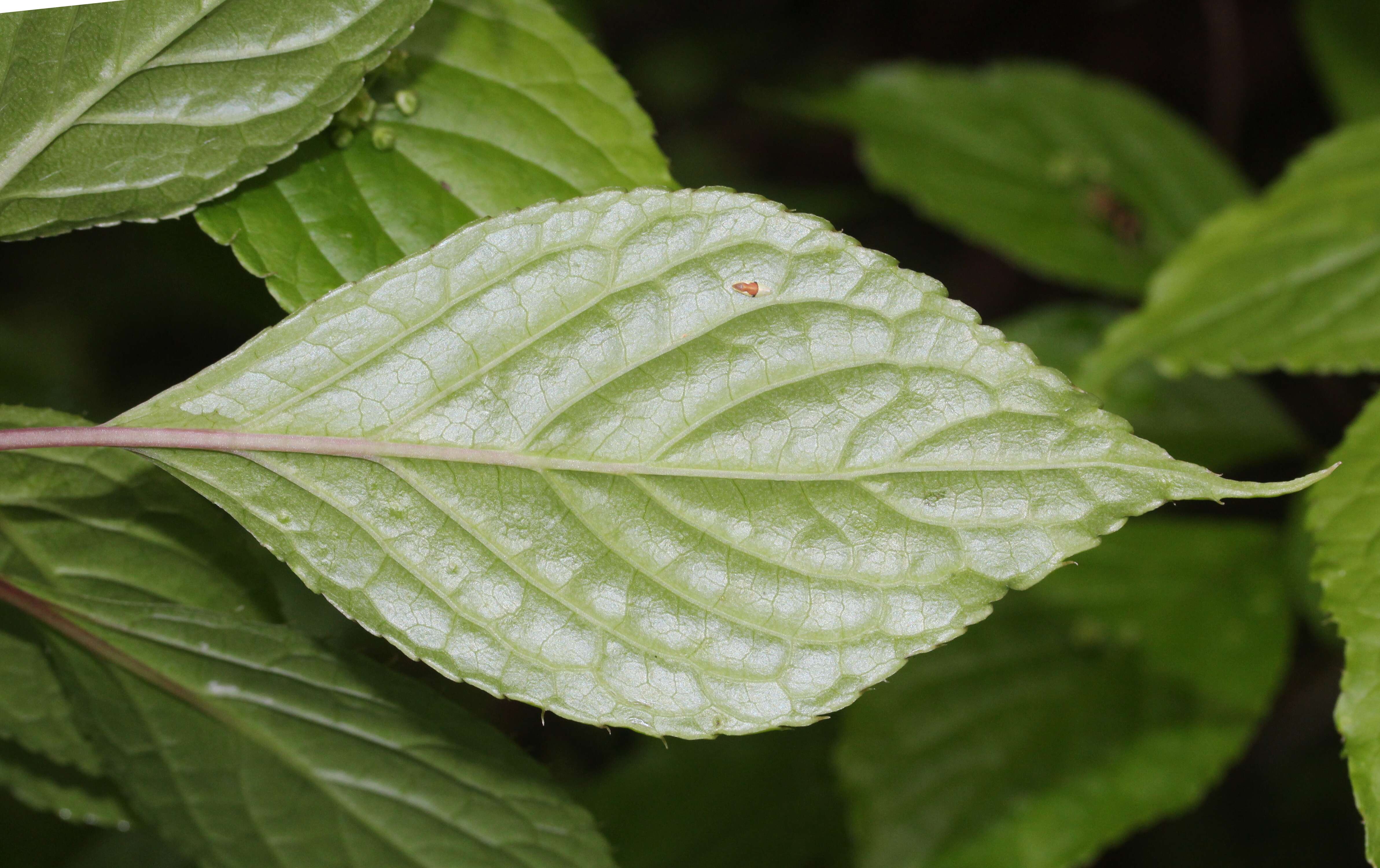 Helwingia japonica (Thunb. ex Murray) F. G. Dietrich resmi