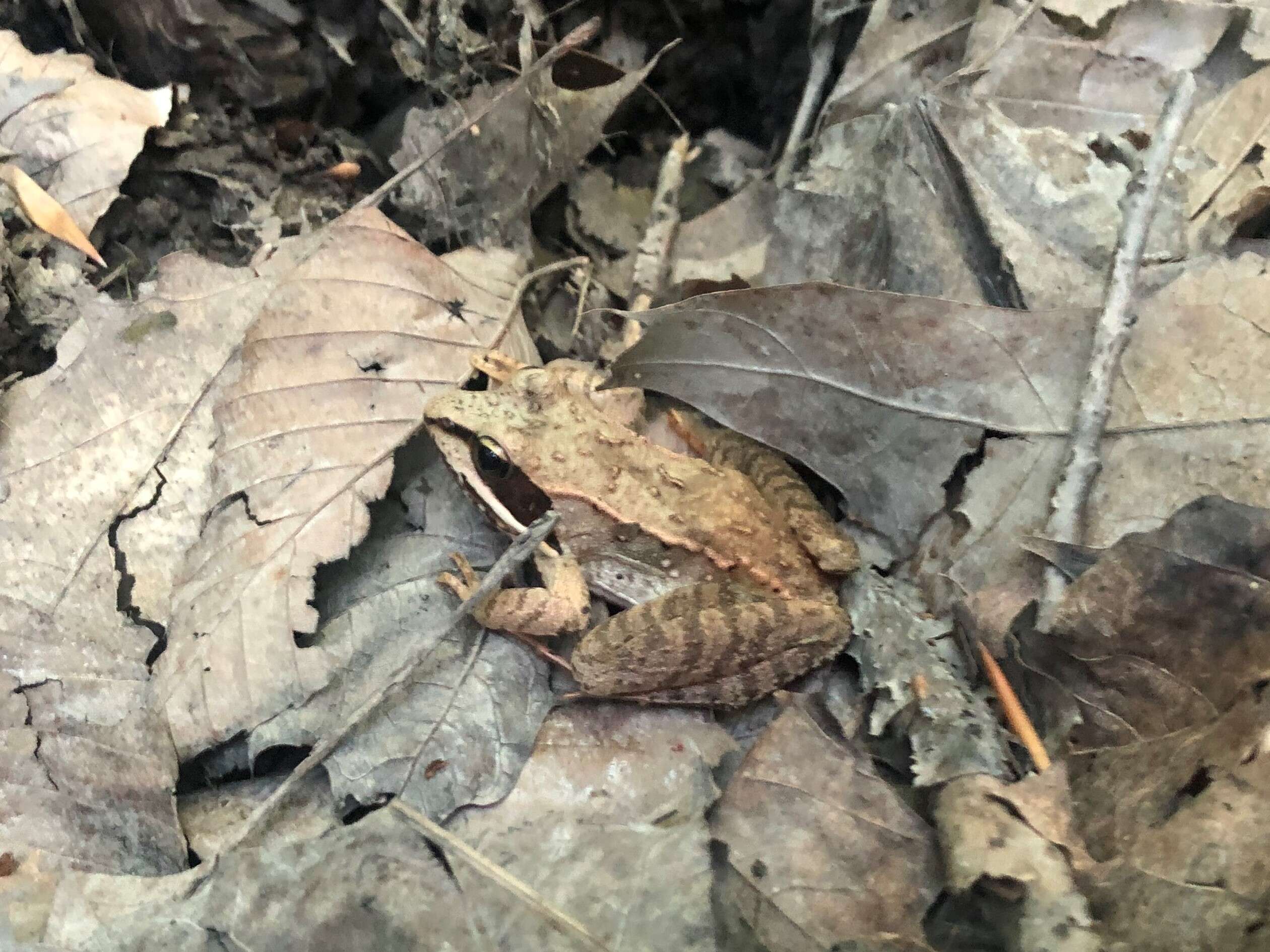 Image of Wood Frog