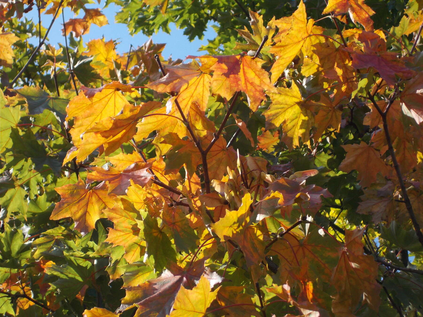 Image of Norway Maple