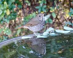 Image of Hermit Thrush