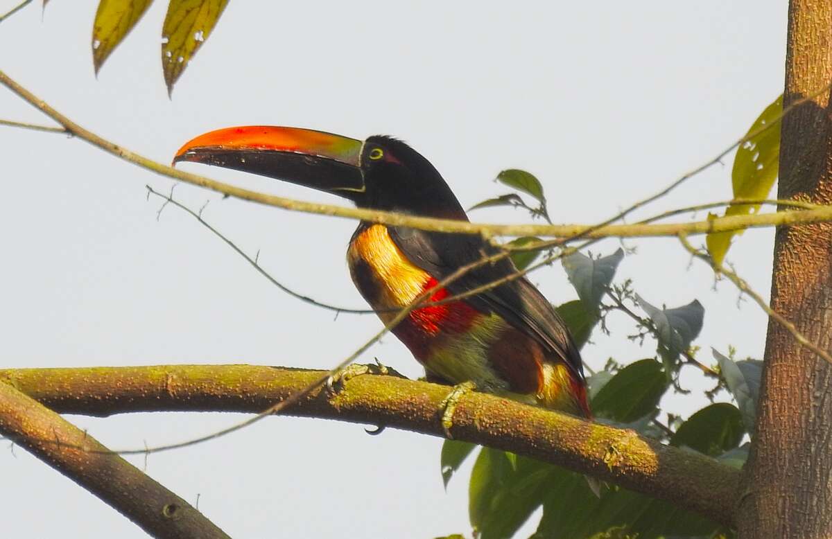 Image of Fiery-billed Aracari