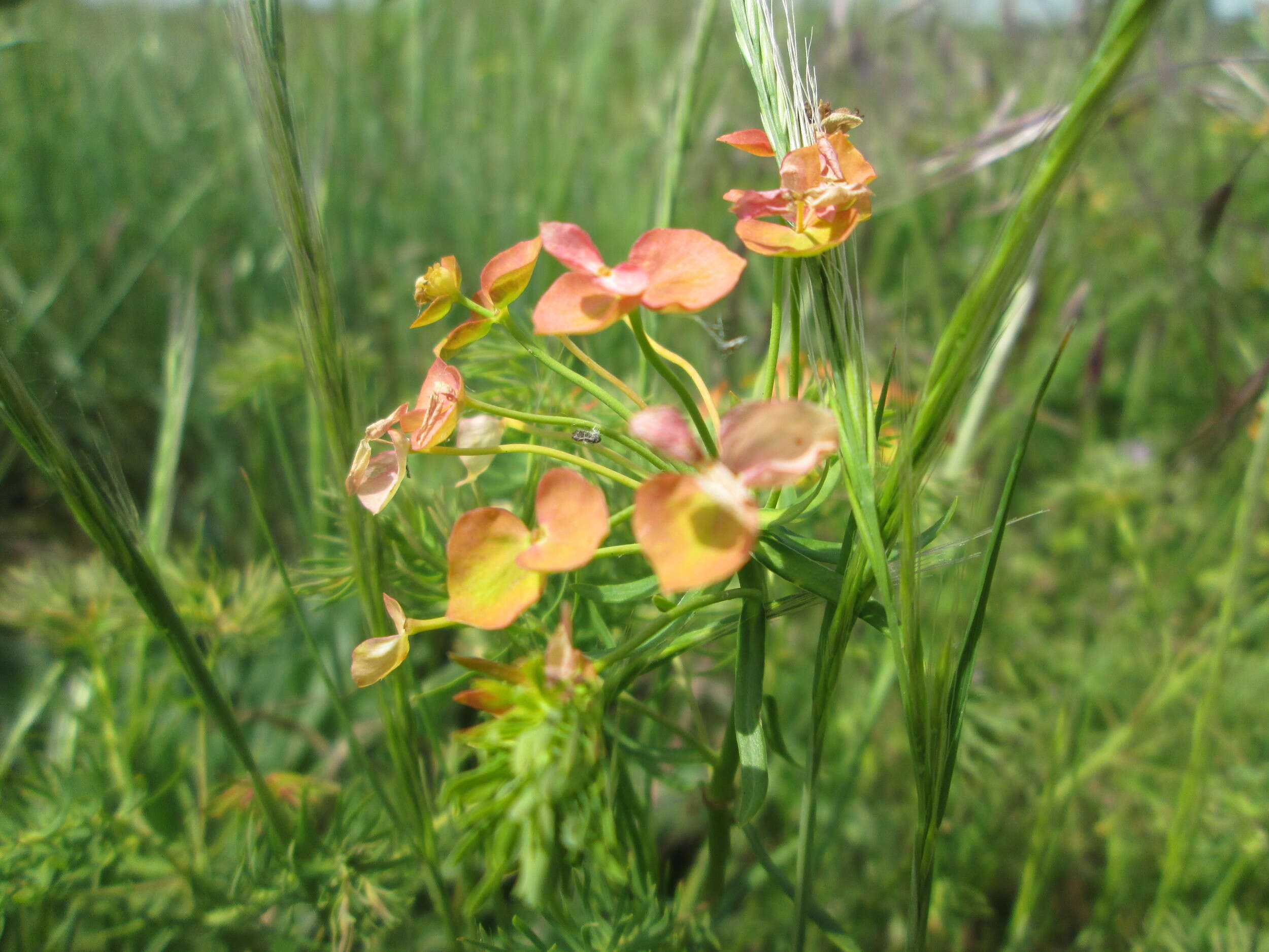 Image de Euphorbe petit cyprès