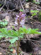 Слика од Corydalis cava (L.) Schweigger & Koerte