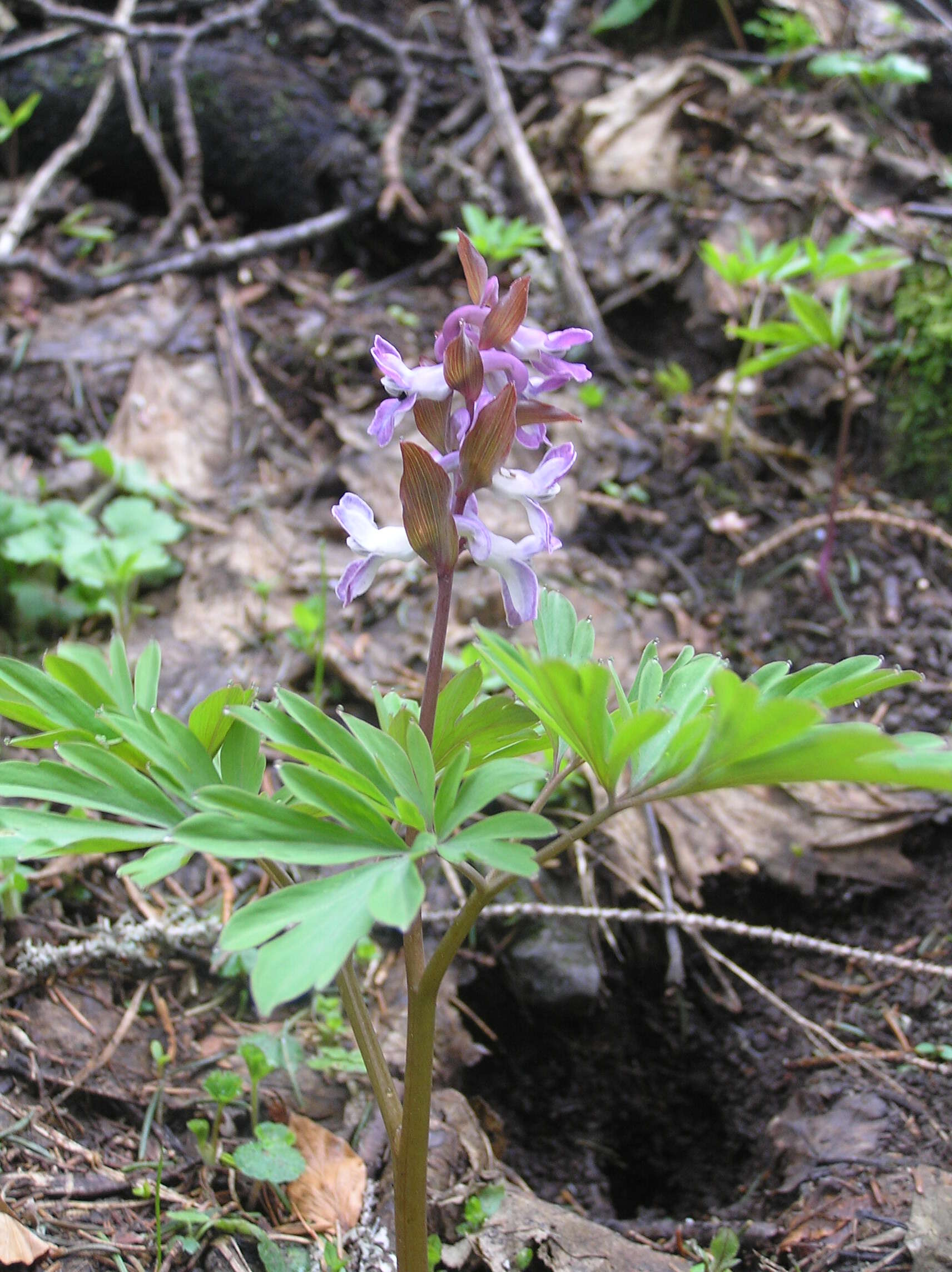 Слика од Corydalis cava (L.) Schweigger & Koerte