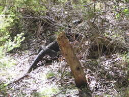 Image of Komodo Dragon