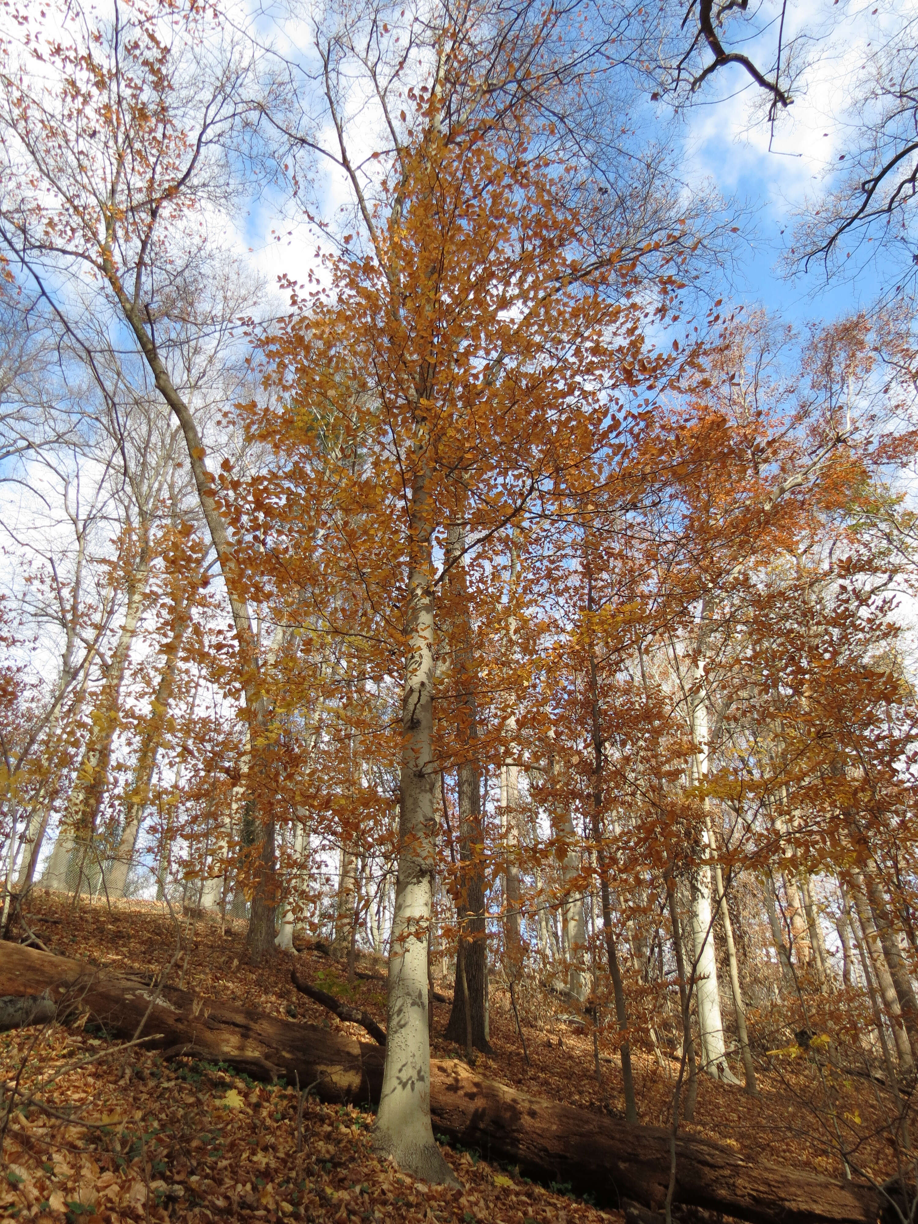 Image de Hêtre à grandes feuilles