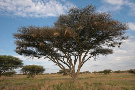 Vachellia tortilis (Forssk.) Galasso & Banfi的圖片