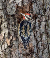 Image of Sapsucker