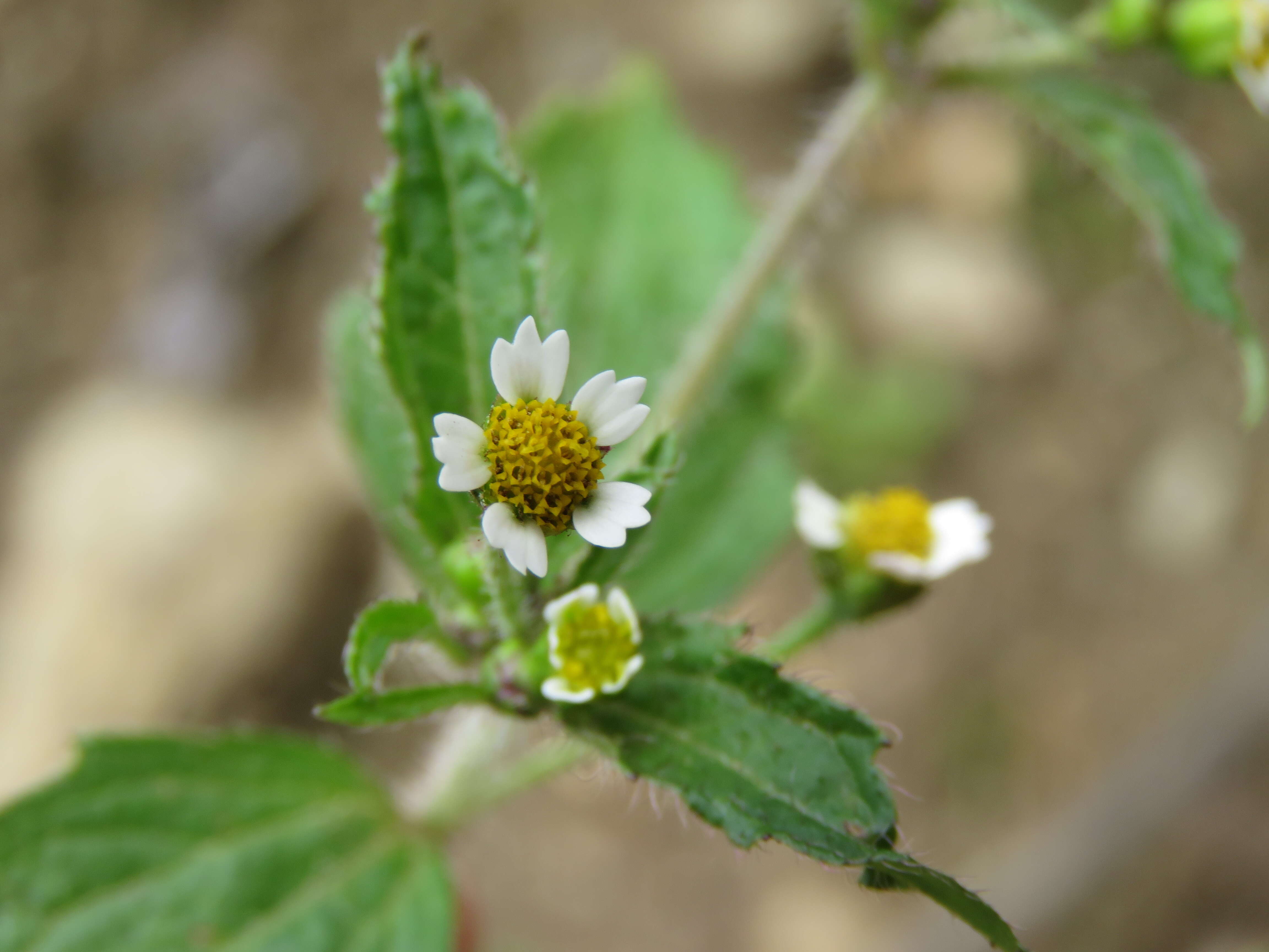 Image of Smooth peruvian daisy