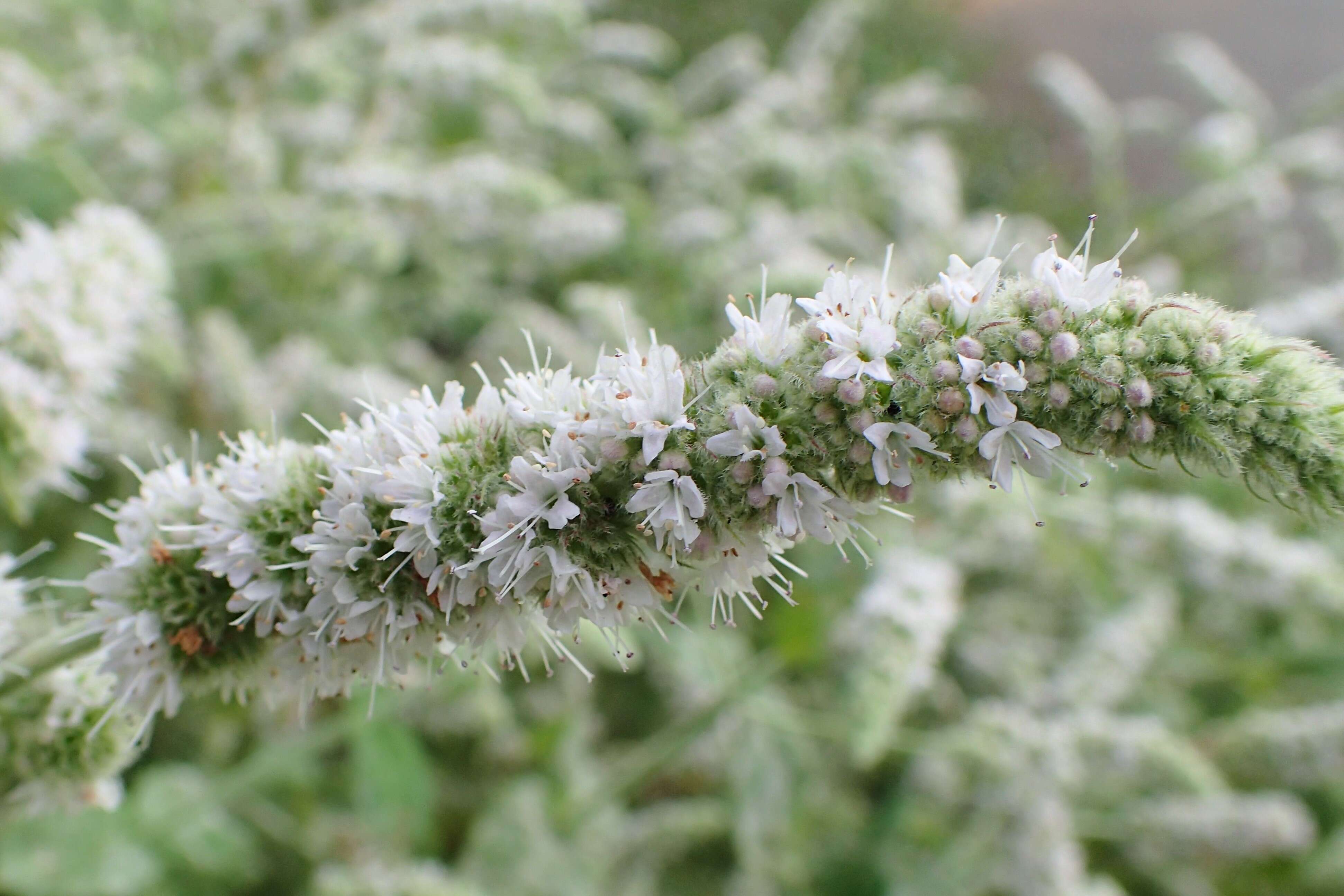 Image of Apple Mint