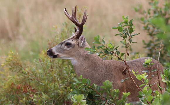 Image de Cerf des Keys